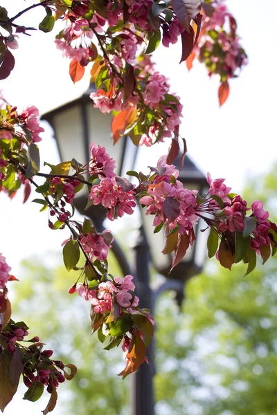 Lantern och cherry-träd i parken — Stockfoto