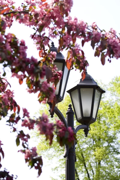 stock image Lantern and cherry-tree in the park