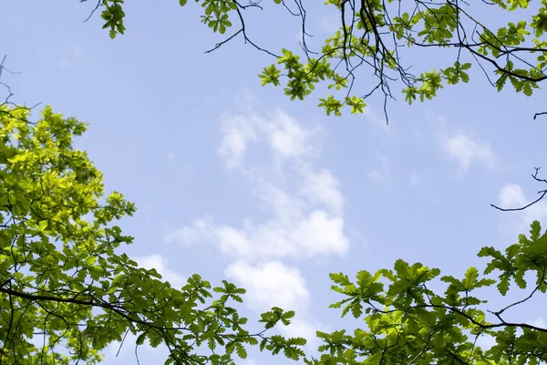 stock image Oak frame on the sky background