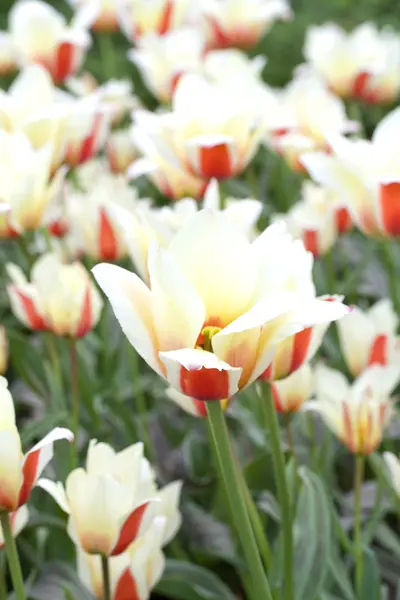 stock image Many tulips on the field outdoor