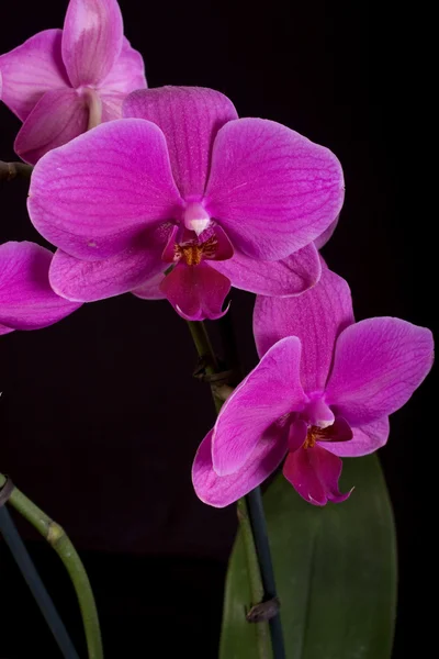 Orchid phalenopsis — Stock Photo, Image