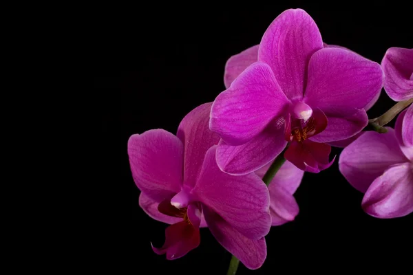 stock image Orchid phalenopsis