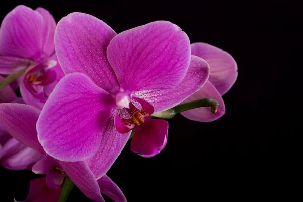 Орхидея фаленопсис — стоковое фото