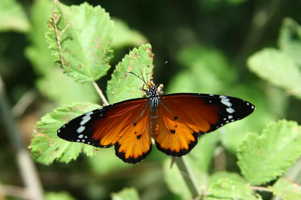 stock image Butterfly_1