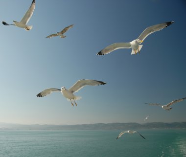 Seagulls clipart