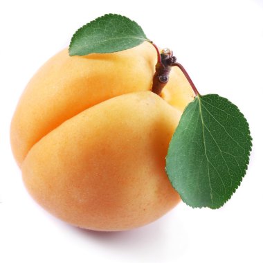 Apricot clipart