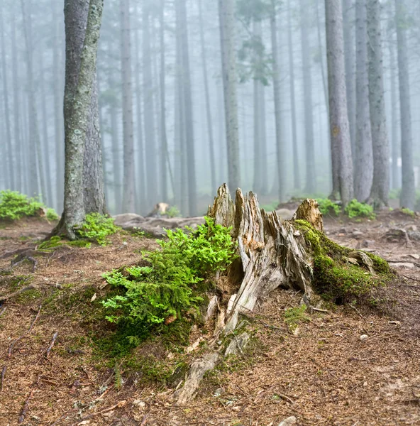 Krajobraz las — Zdjęcie stockowe