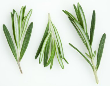 Rosemary clipart