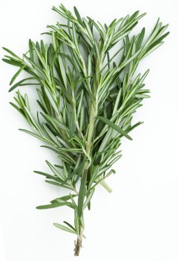 Rosemary clipart