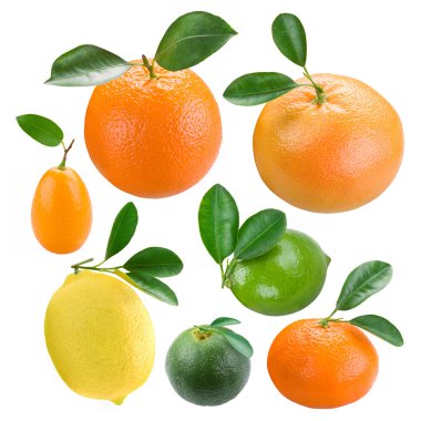 Citruses clipart