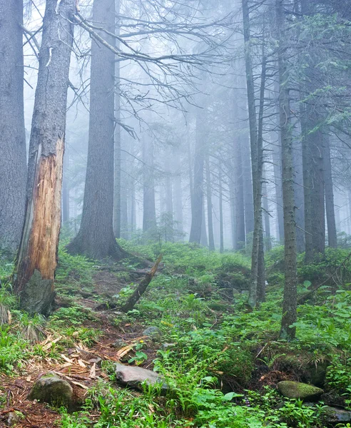 Orman manzarası — Stok fotoğraf