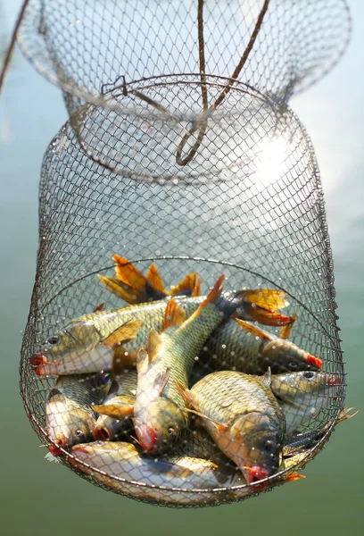 Pescuit — Fotografie, imagine de stoc