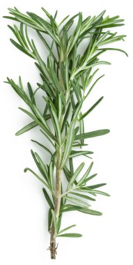 Rosemary clipart