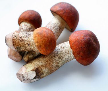 Mushrooms; clipart