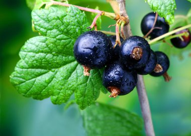 Black currant clipart