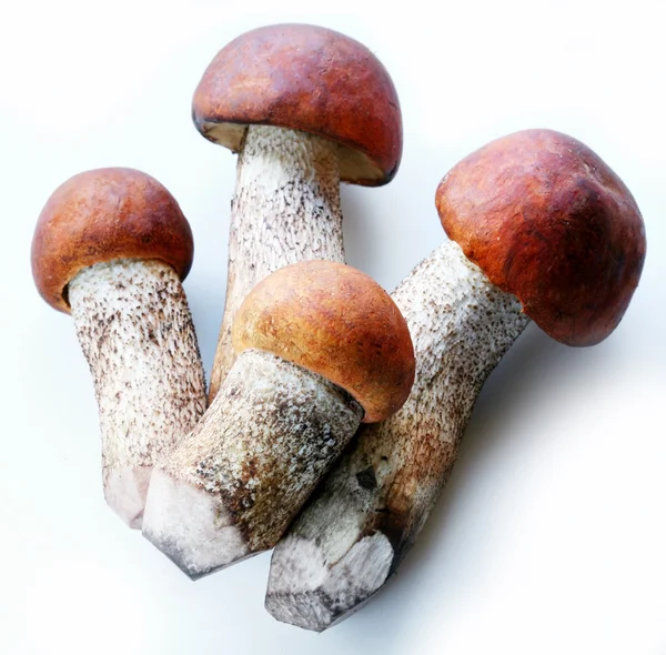 蘑菇; — 图库照片