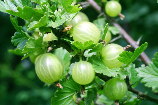 Gooseberry