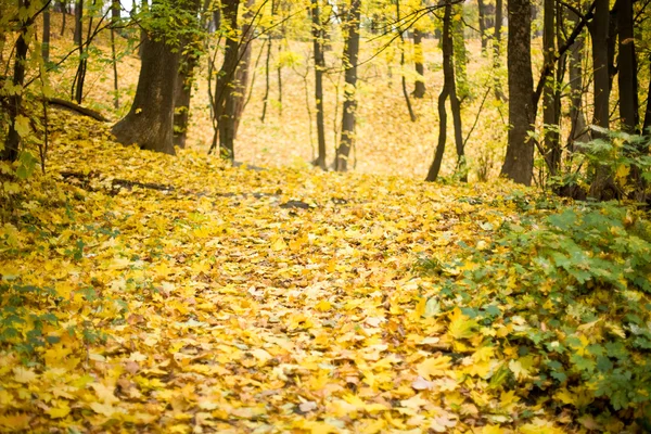 Herbstgarten — Stockfoto
