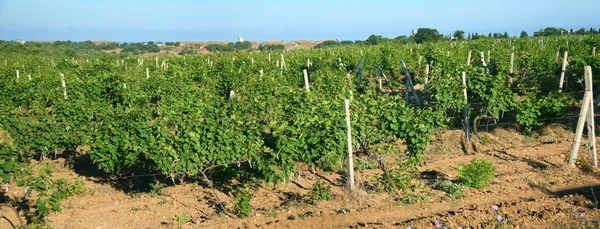 Виноградное поле — стоковое фото