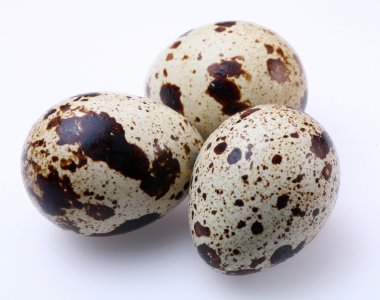 Quail egg clipart