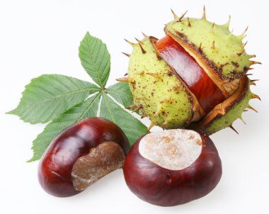 Chestnut on a white background clipart