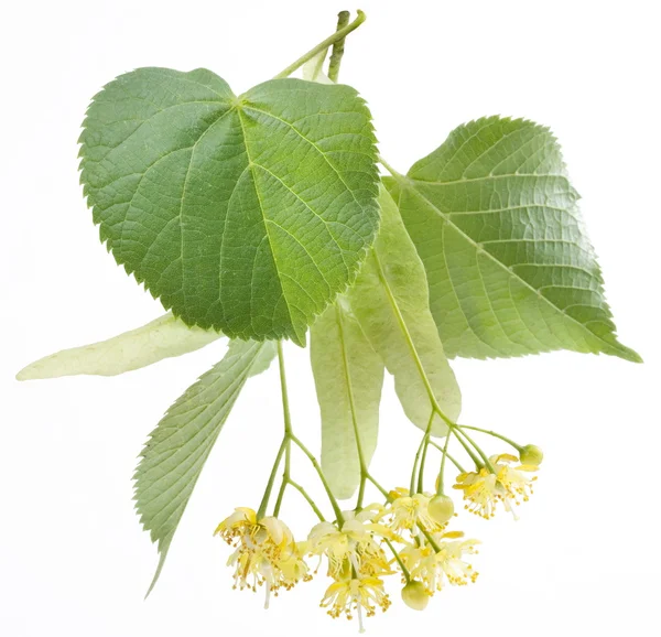 Flowers of linden — Stock Photo, Image