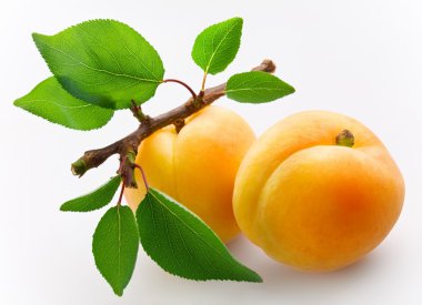 Apricots clipart