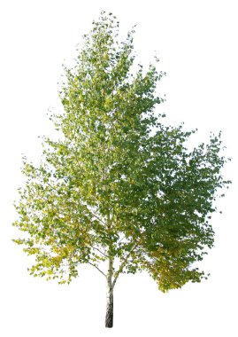 Birch tree clipart