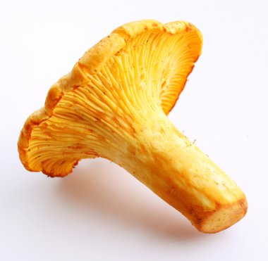 A chanterelle clipart