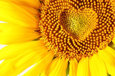 Stamens in the form of heart on a sunflower clipart