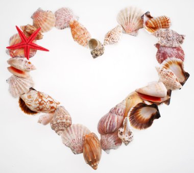 Shells in a shape of valentine's heart on a white clipart