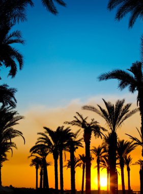 The silhouettes of palms on beautiful sunset background clipart