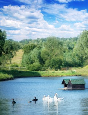 Swans on a lake clipart