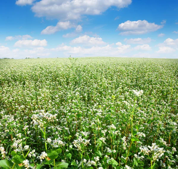 Field with buckwheat skyline — Stock Photo, Image
