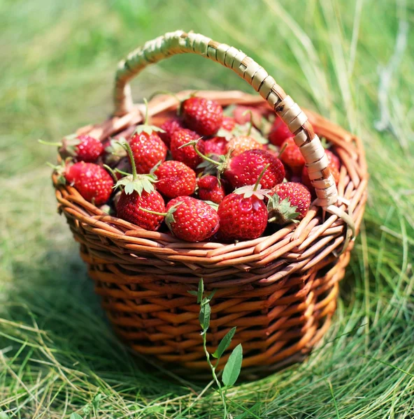 La fresa en la cesta sobre la hierba . — Foto de Stock