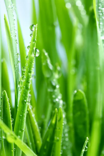 Капля росы на зеленой траве — стоковое фото