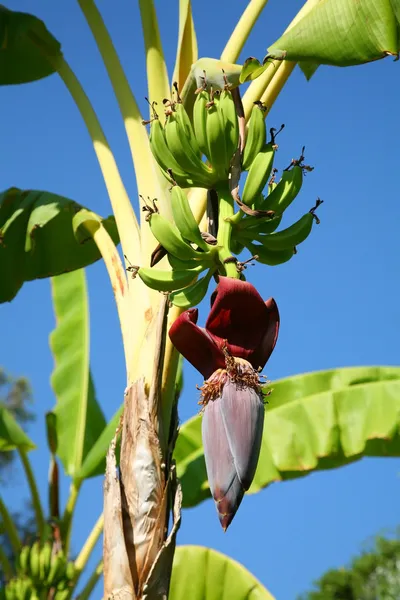 Bananas on a palm — Stock Photo, Image