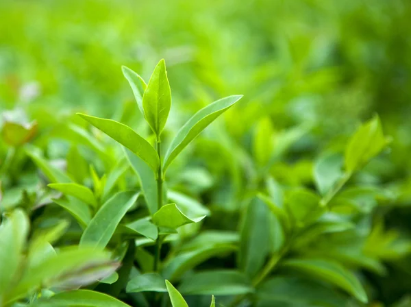 Bush di tè verde — Foto Stock
