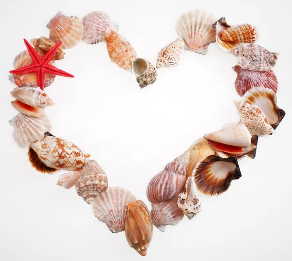 Mušle ve tvaru Valentýnské srdce na bílé — Stock fotografie