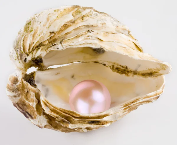 Perla rosa — Foto de Stock