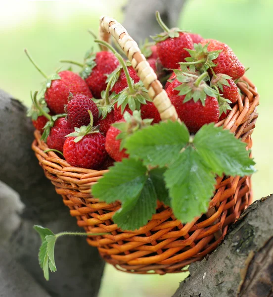 在篮子里的草莓 — 图库照片