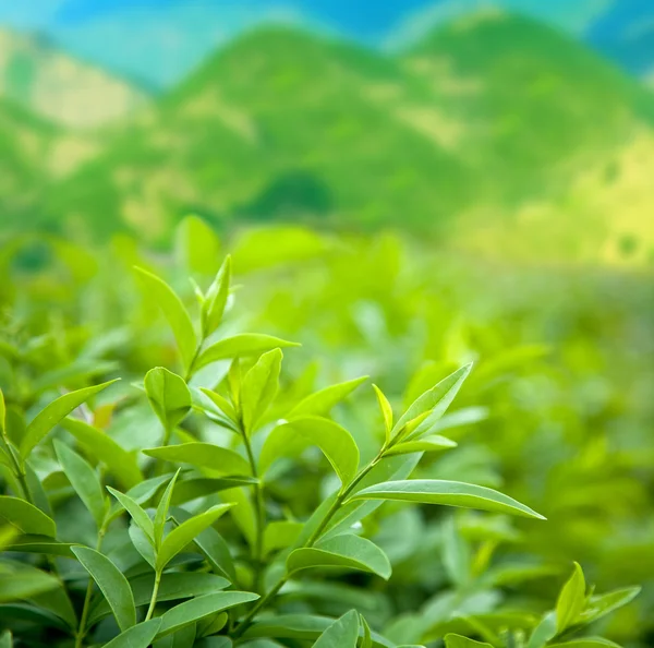 Буш зеленого чая — стоковое фото