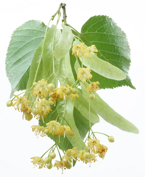 Flowers of linden — Stock Photo, Image