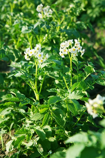 Flowers of potato are in the field — Stock Photo, Image