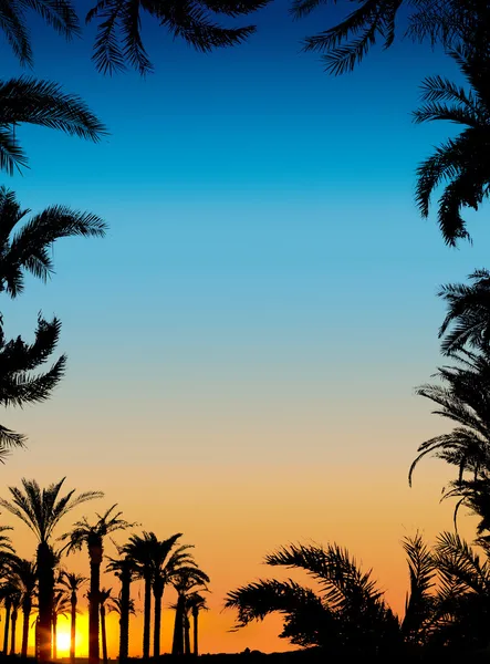 stock image The silhouettes of palms on beautiful sunset background