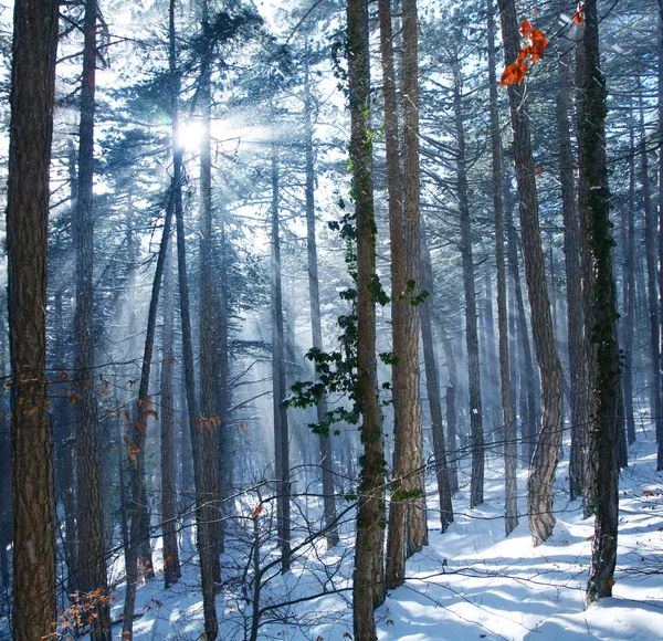 Rayons du soleil dans la forêt — Photo