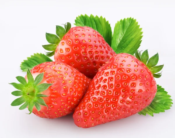Bär jordgubbsplantor — Stockfoto