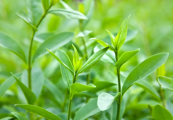 Krzew o Zielona herbata — Zdjęcie stockowe