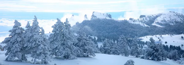 Paisaje invernal de pinos cubiertos de nieve en las montañas de Crimea —  Fotos de Stock