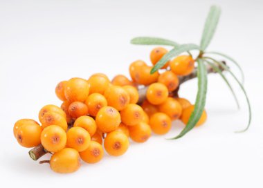 Sea buckthorn clipart